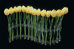 15-vial Clear Floral Arrangement